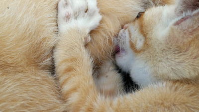 特写小猫在吸奶