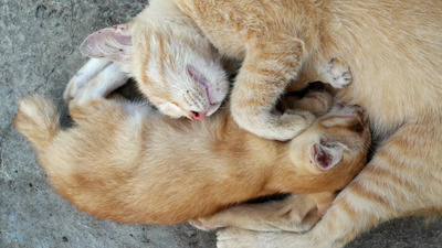 善良的小姨实拍视频素材小猫躺在地板上吮吸牛奶