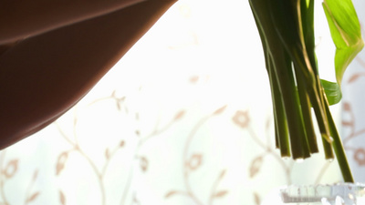 一名女子将美丽的红色和黄色郁金香放在水中
