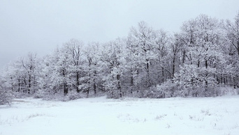 森林里多雪的冬天