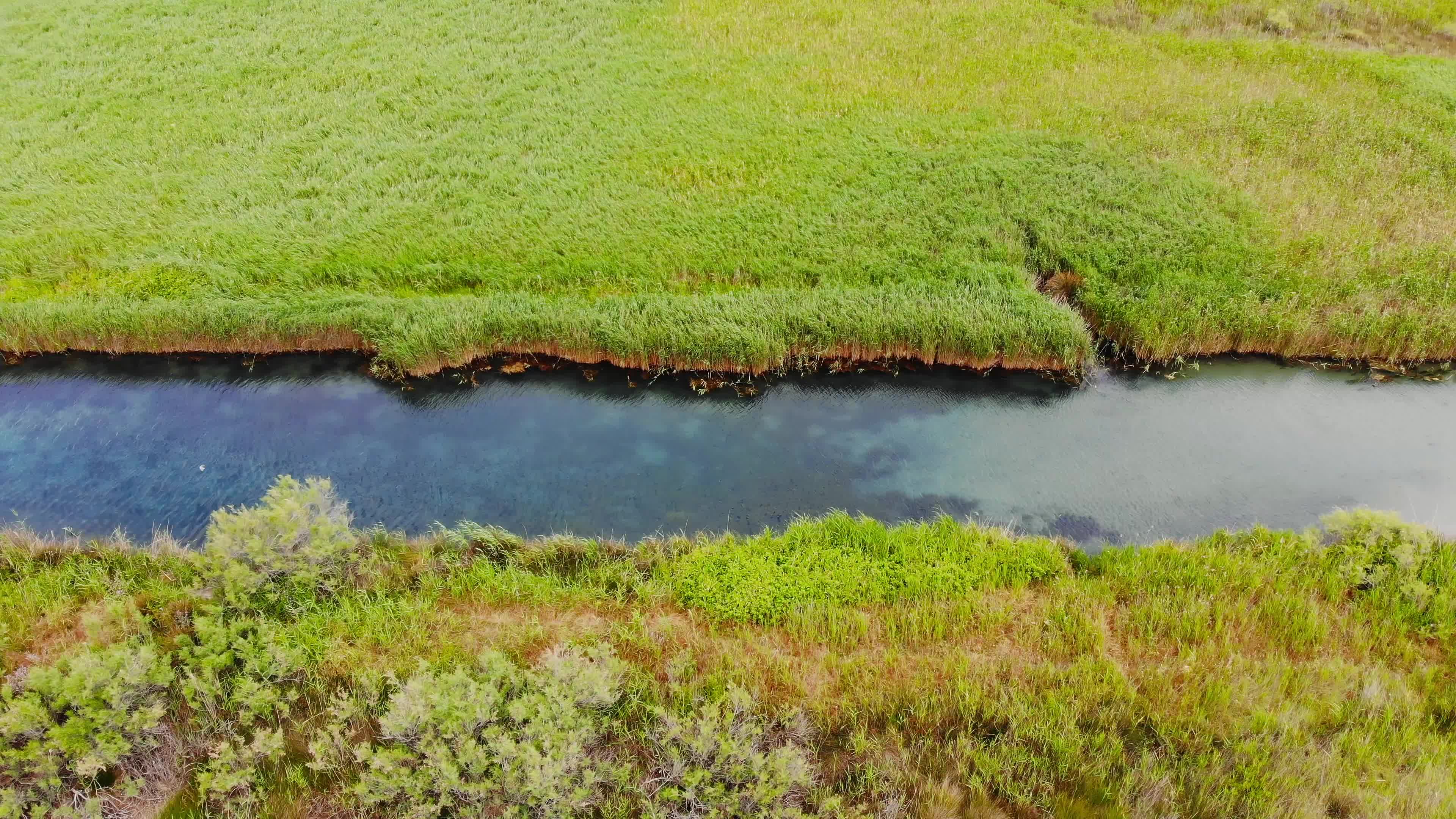 01春季的地中海芦苇航拍