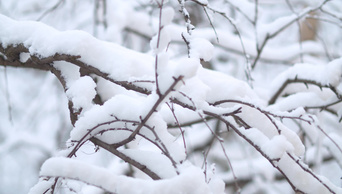 雪下的树枝降雪