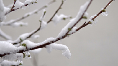 冬天转春天实拍视频素材树上积雪的电影镜头树枝上开满了花蕾春天的雪落在树上