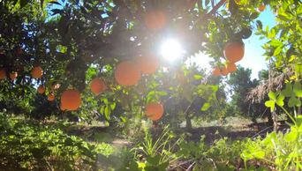 一片西班牙的橘子林茶树果实多蓝天阳光普照园中的有机水果
