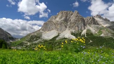 多洛米蒂山脉下野花和绿草在风中飘扬