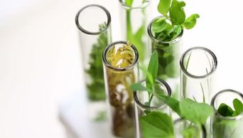 绿色新鲜植物在玻璃试管转动在白色背景特写