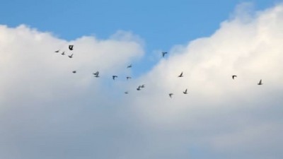 1080天空中自由飞翔的鸟空镜