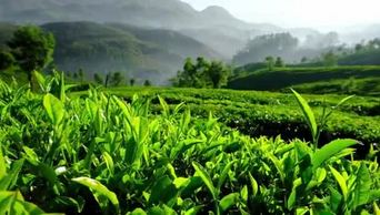 茶园茶树上的绿叶新鲜茶叶风光
