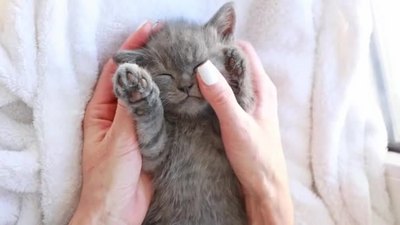 女人的手抚摸着一只可爱的灰色小猫咪这是人类照料可爱宠物的概念