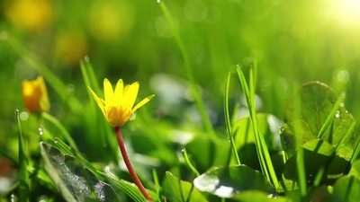 春季雨天的黄色小花野花
