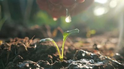 晨光下人工浇灌在肥沃的土地上的幼树动作缓慢.植树保护自然.