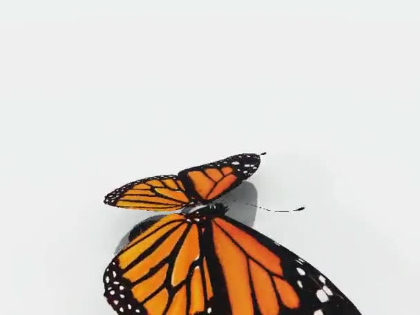 在白色背景上飞行帝王蝶视频特效素材-千库网