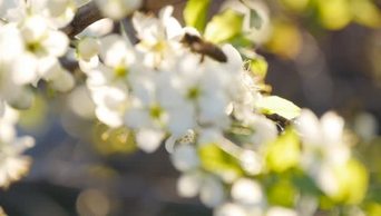 春天白色的花朵蜜蜂在采蜜