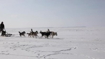 在冬季冰冻湾训练雪橇狗