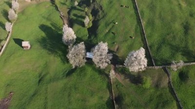 在布科维纳绿山开满了盛开的树木罗马尼亚山区春天的乡村风景樱花