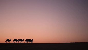 日落骆驼剪影在沙漠黄昏夕阳1080