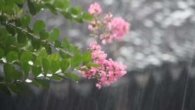 雷雨花雨特写自然风景下雨雨水1080