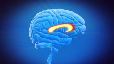3D渲染模型解剖人类脑部分胼胝体特写