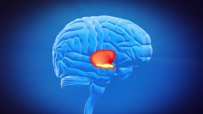 3D渲染模型解剖人类脑部分丘脑特写