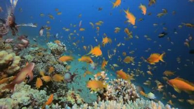海洋生物及狮子鱼海底世界