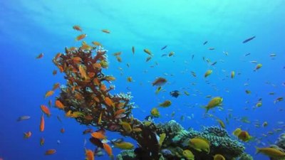 海底热带海葵五彩斑斓的鱼珊瑚礁场景珊瑚花园海景