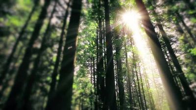 1080早上在森林里太阳光穿过树林