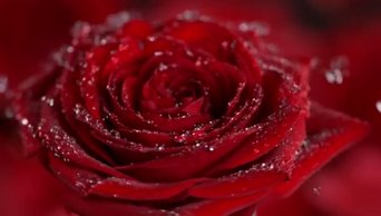 旋转和飞溅的红玫瑰的超级慢镜头绽放用4k高速摄像机拍摄