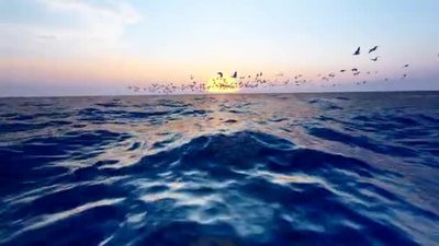 一群海鸥自由地在太平洋上空翱翔