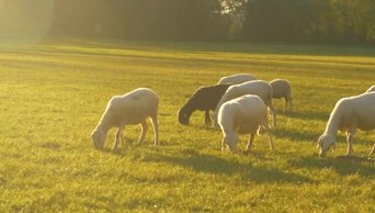 4k实拍一群白羊和黑羊在牧场上徘徊