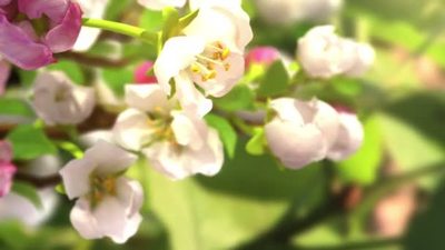 春天鲜花盛开绽放延时的3d动画