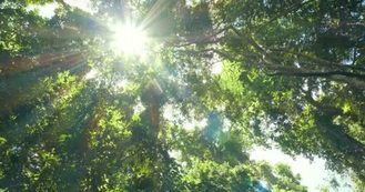 阳光透过森林中的绿树