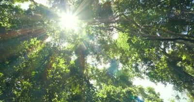 夏天阳光透过森林中的绿树