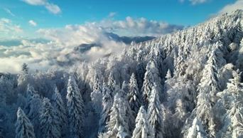 1080无人机航拍新雪下后的云杉林和高山景观景色令人目瞪口呆高山上阳光灿烂的冬日森林上空滚滚的云朵白雪覆盖的群山