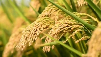 金色成熟的水稻稻田丰收季节秋季