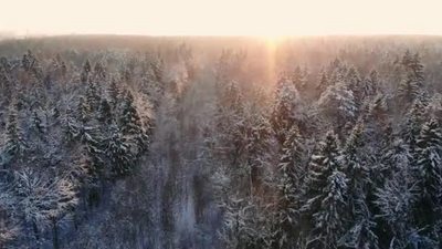 雪花飘落冬季下雪日落黄昏森林树木自然4K航拍