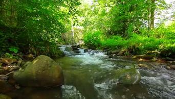 流过森林树木的小溪溪水