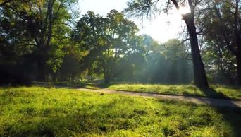 1080夏日阳光明媚的早晨公园里绿油油的草地泥泞的小径阳光灿烂的阳光穿过树干和树枝阳光的光芒美丽的自然背景
