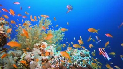 鳅鱼实拍视频素材蓝色海底世界水下五彩斑斓的鱼群珊瑚礁风景