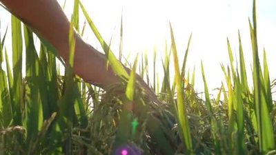 日出实拍视频素材慢动作特写镜头耀斑:女性手触摸美丽的水稻植物在华丽的金色光日