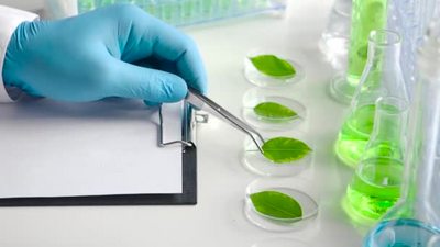 1080近距离观察研究人员从珀蒂菜中取出一片叶子的过程