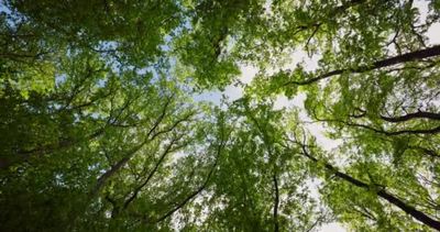 神秘的森林晨曦穿过树枝和树叶低角度的视野