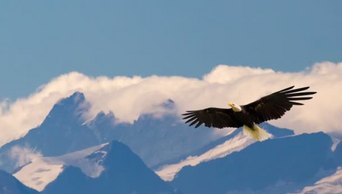 4k实拍秃鹰在高山上空缓慢而雄伟地飞翔和滑翔