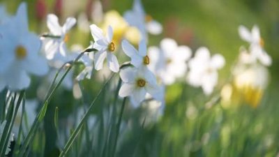 春日阳光明媚的花园里白嫩的水仙花盛开