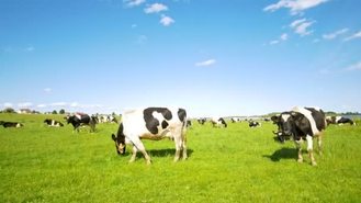 阳光明媚的夏日牧场放牧奶牛